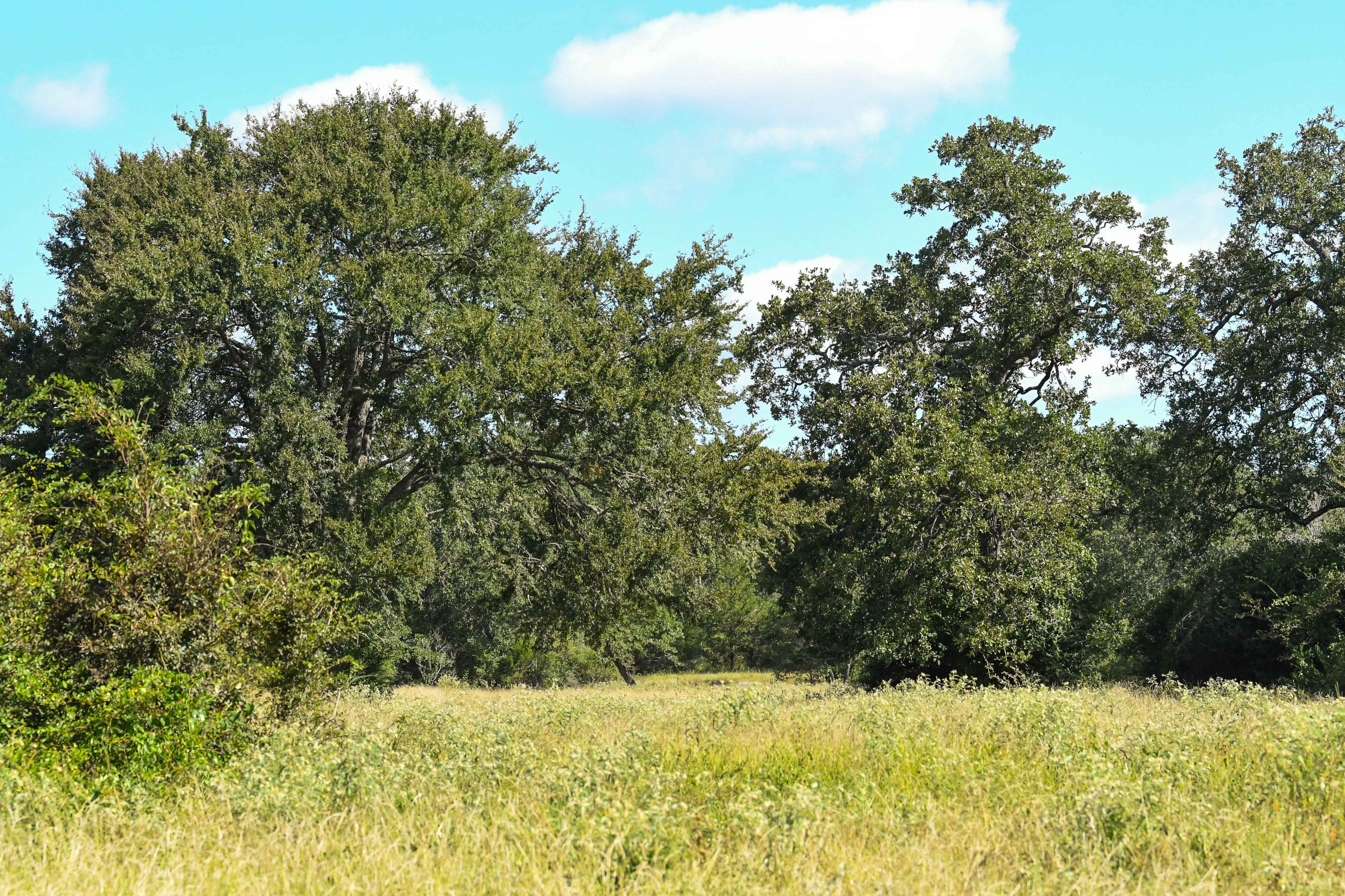 North Zulch, TX - Tract 9,13806 Bundic Rd