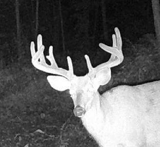 Bangor, WI 54614,Souchek Rd