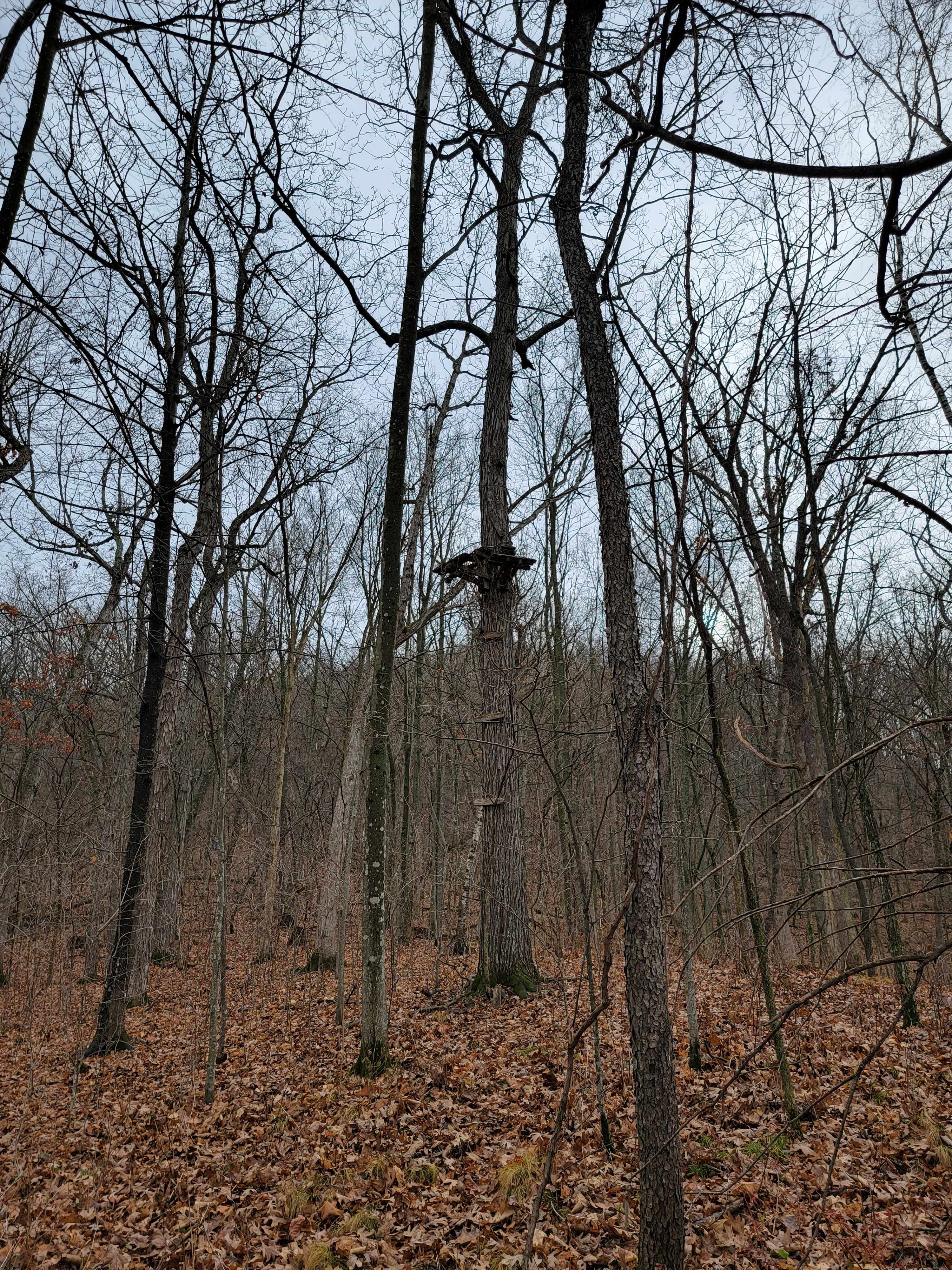 Bangor, WI 54614,Souchek Rd