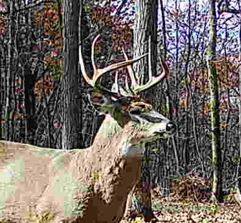 Bangor, WI 54614,Souchek Rd