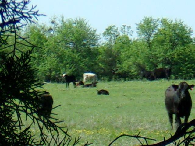 Blossom, TX 75416,3442 County Road 15100