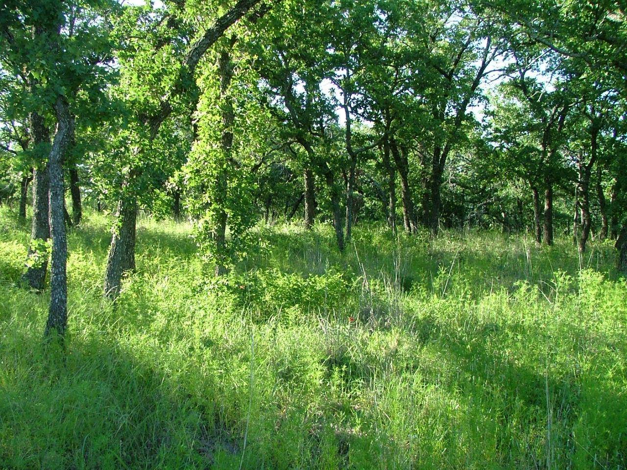 Chico, TX 76431,Lot 202 Ridgeline Drive