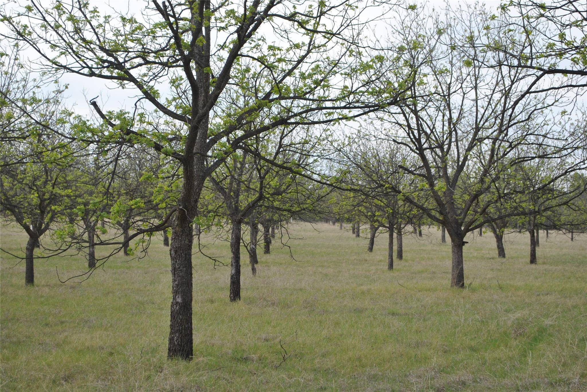 Gustine, TX 76455,TBD County Rd 360