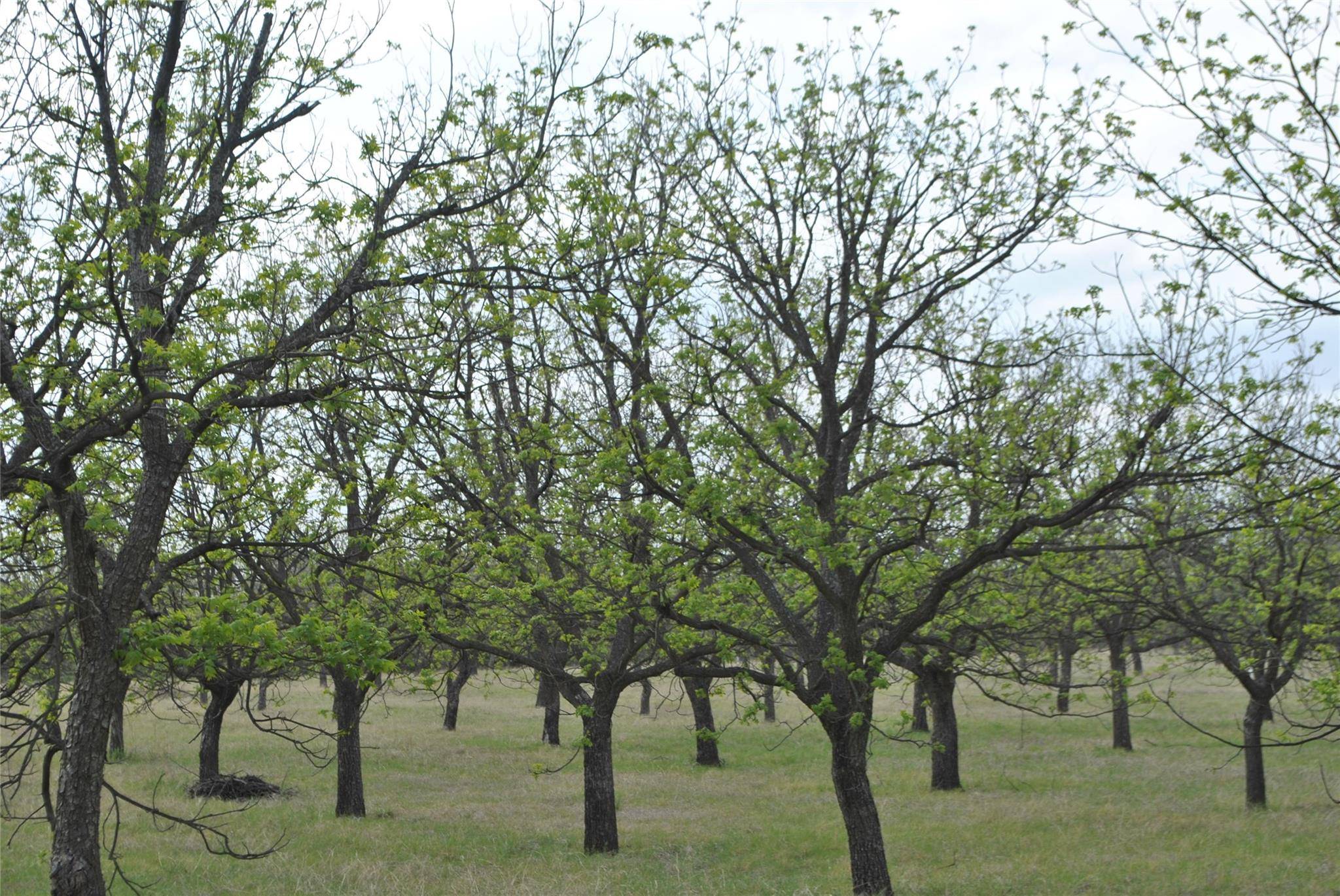 Gustine, TX 76455,TBD County Rd 360