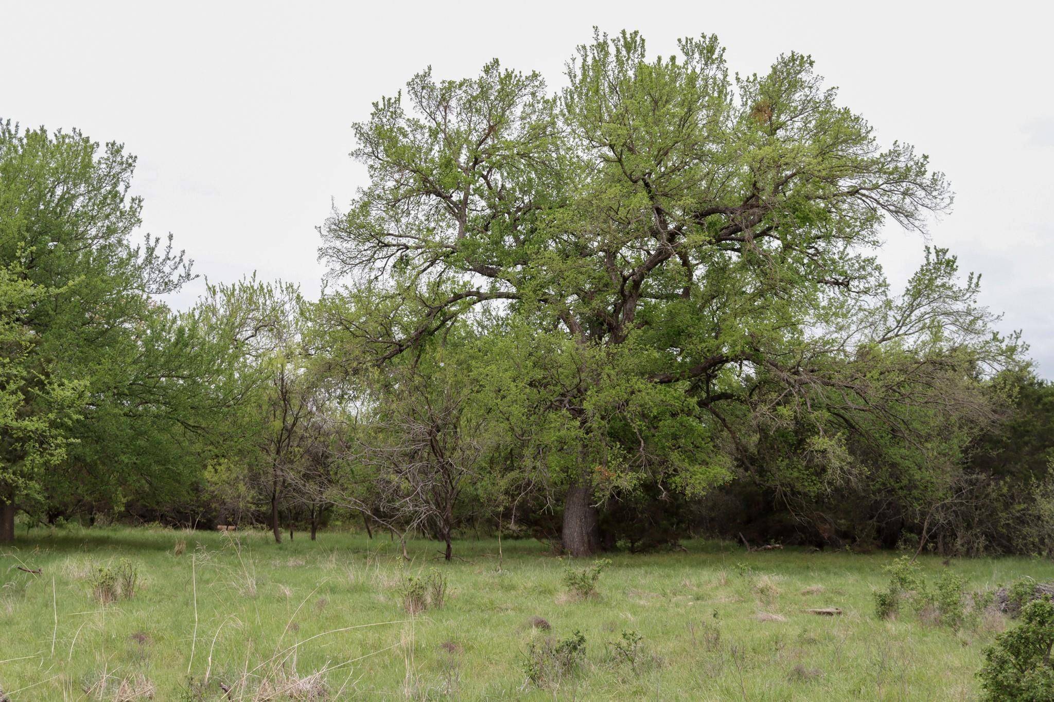 Graham, TX 76424,TBD CR 297