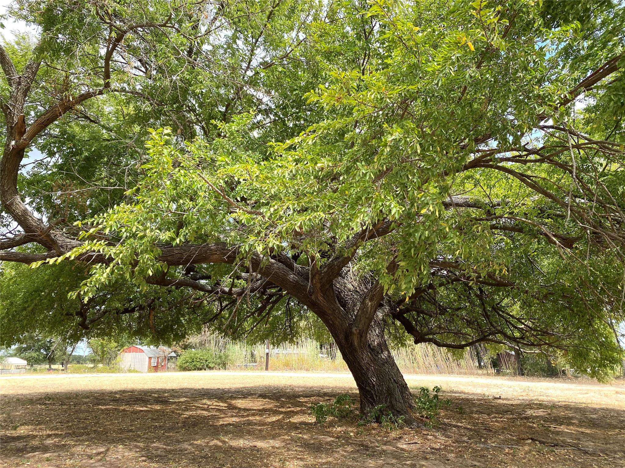 Cross Plains, TX 76443,12976 State Highway 36 E