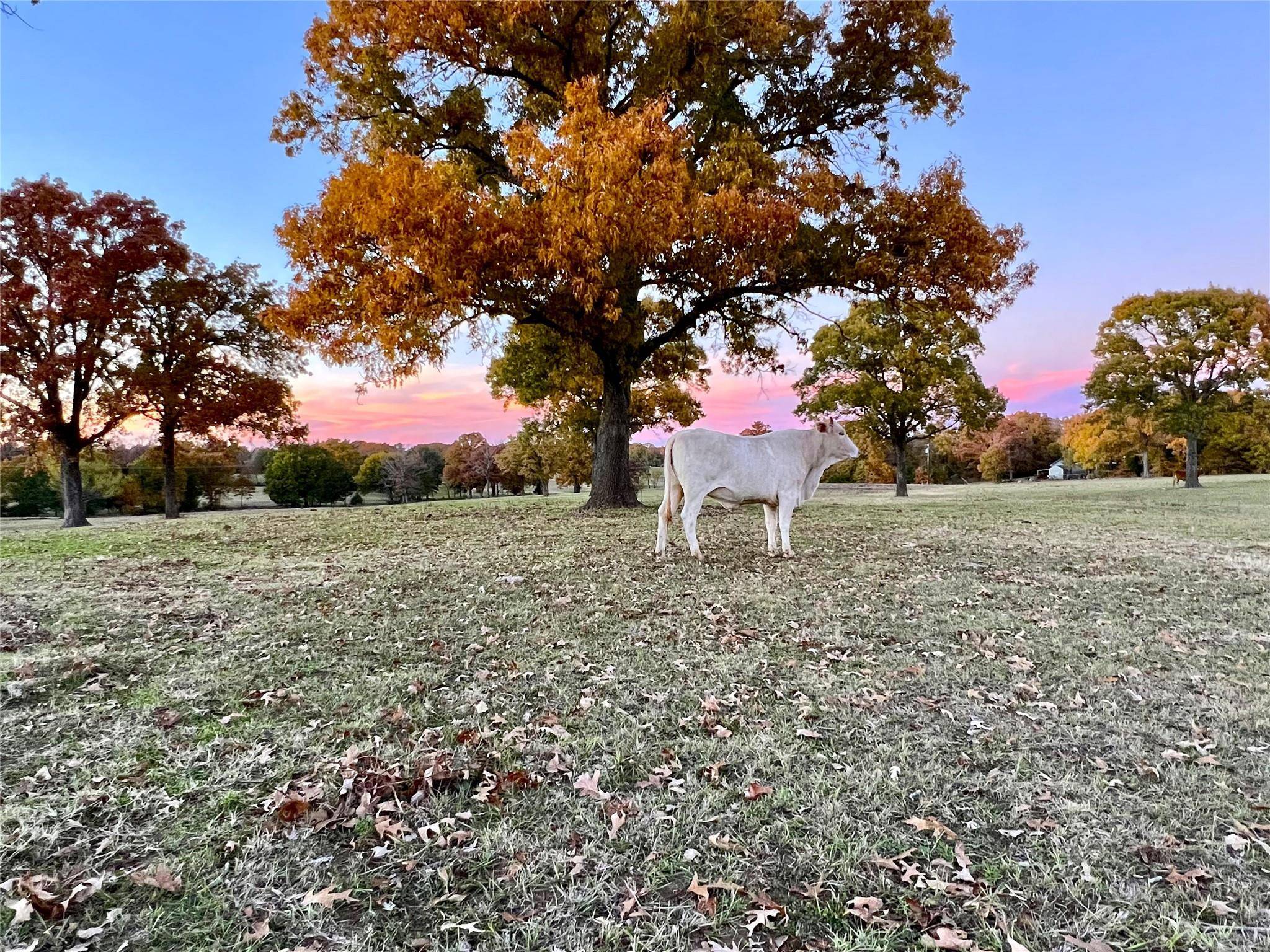 Edgewood, TX 75117,2408 Vz County Road 3104