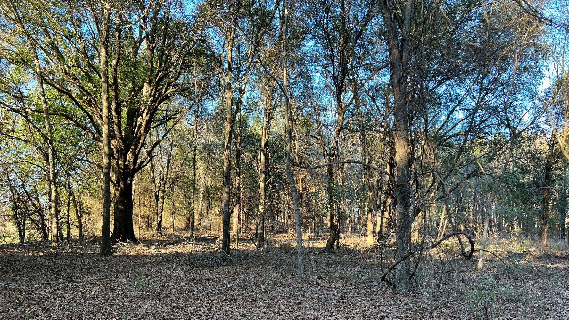 Payne Springs, TX 75156,Lot 1 Po' Pines Road