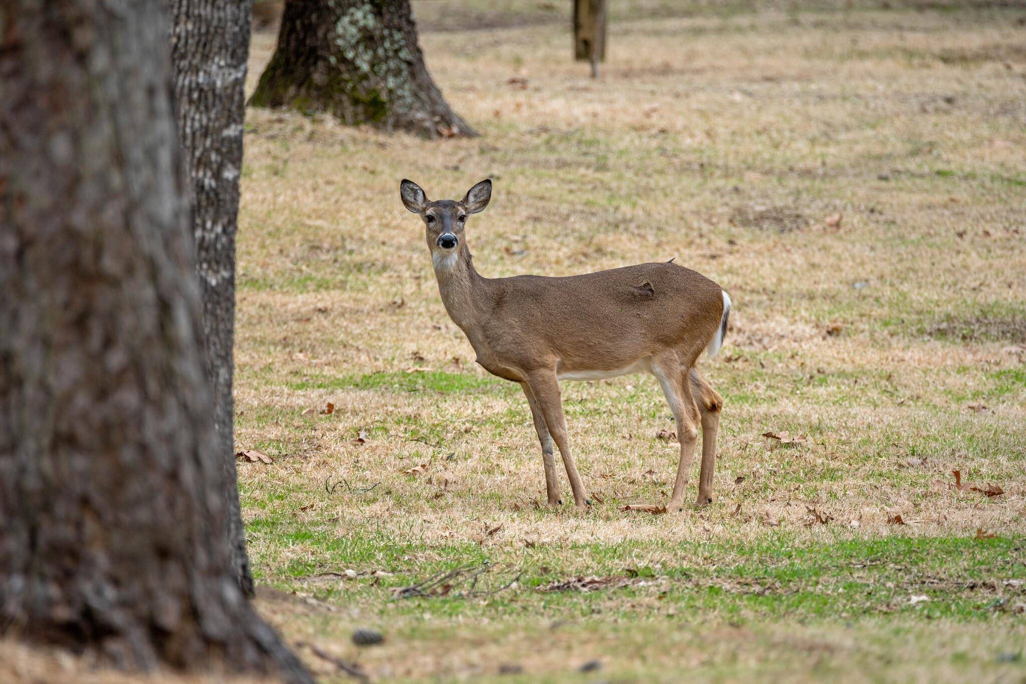 Scroggins, TX 75480,TBD Kings Country Boulevard