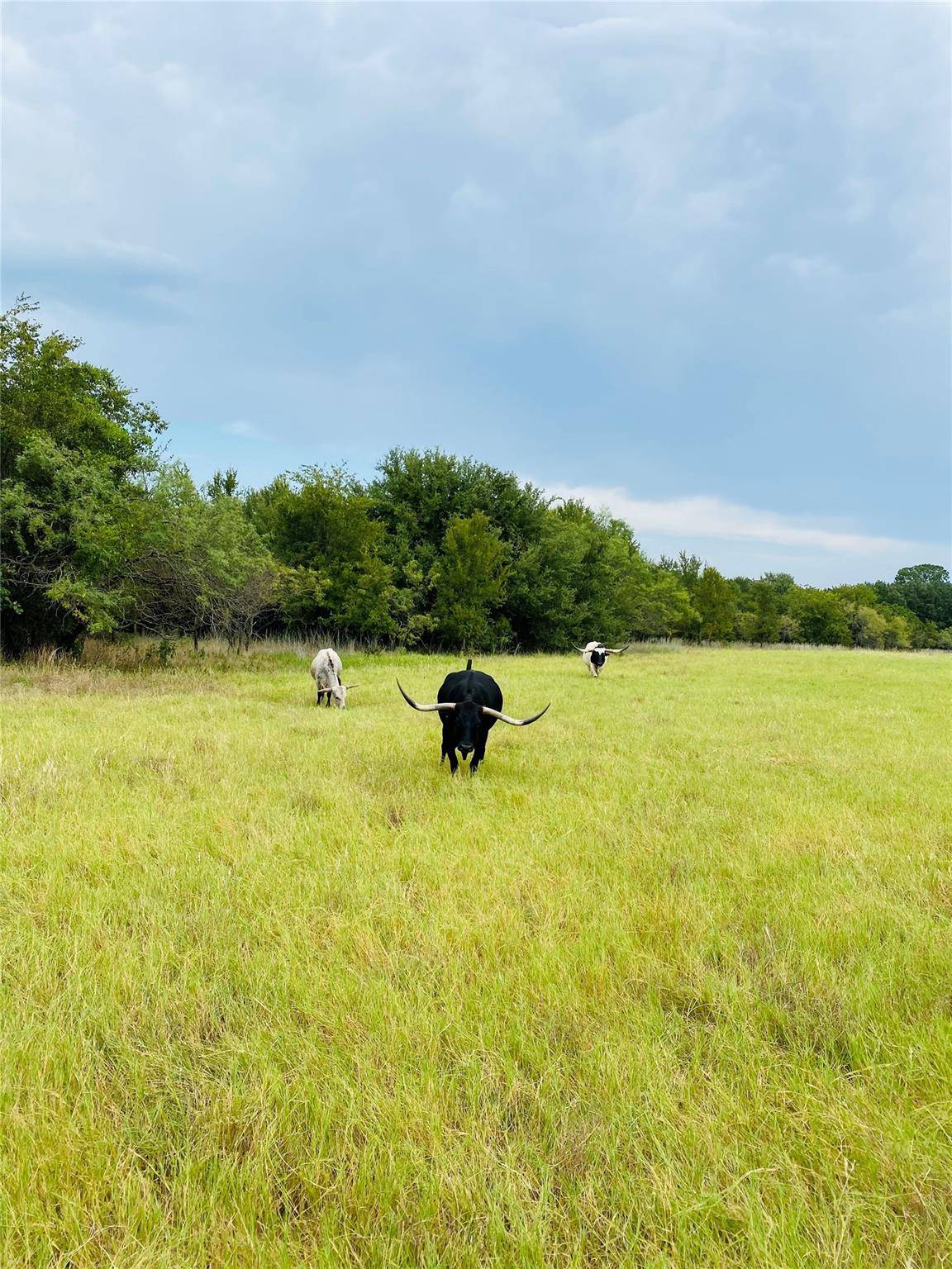 Hico, TX 76457,Lot 24 Honey Creek Crossing