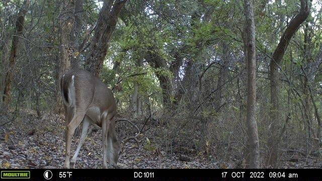 Gunter, TX 75058,Lot 9 TBD