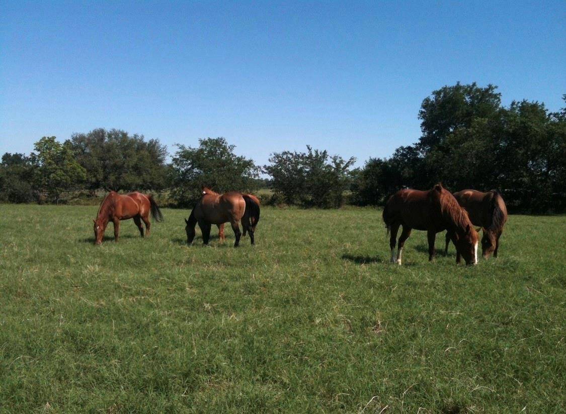 Dublin, TX 76446,TBD County Road 351