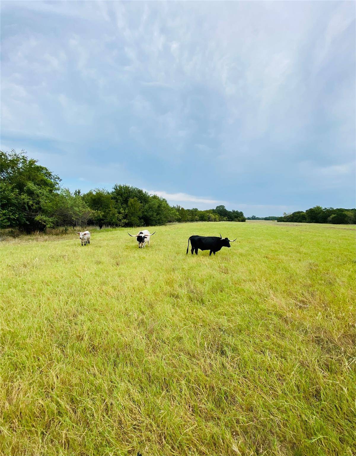 Hico, TX 76457,Lot 16 Honey Creek Pass