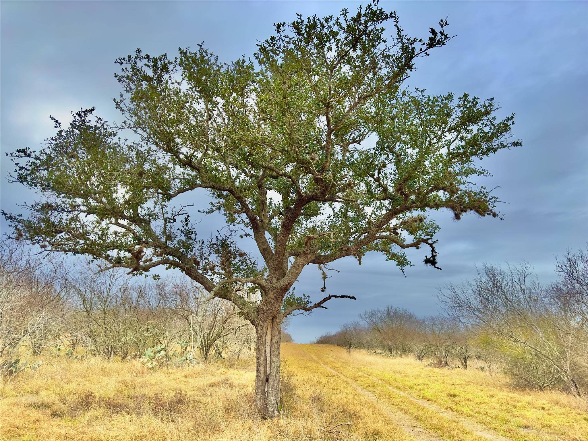 George West, TX 78022,63+/- Acres County Road 325