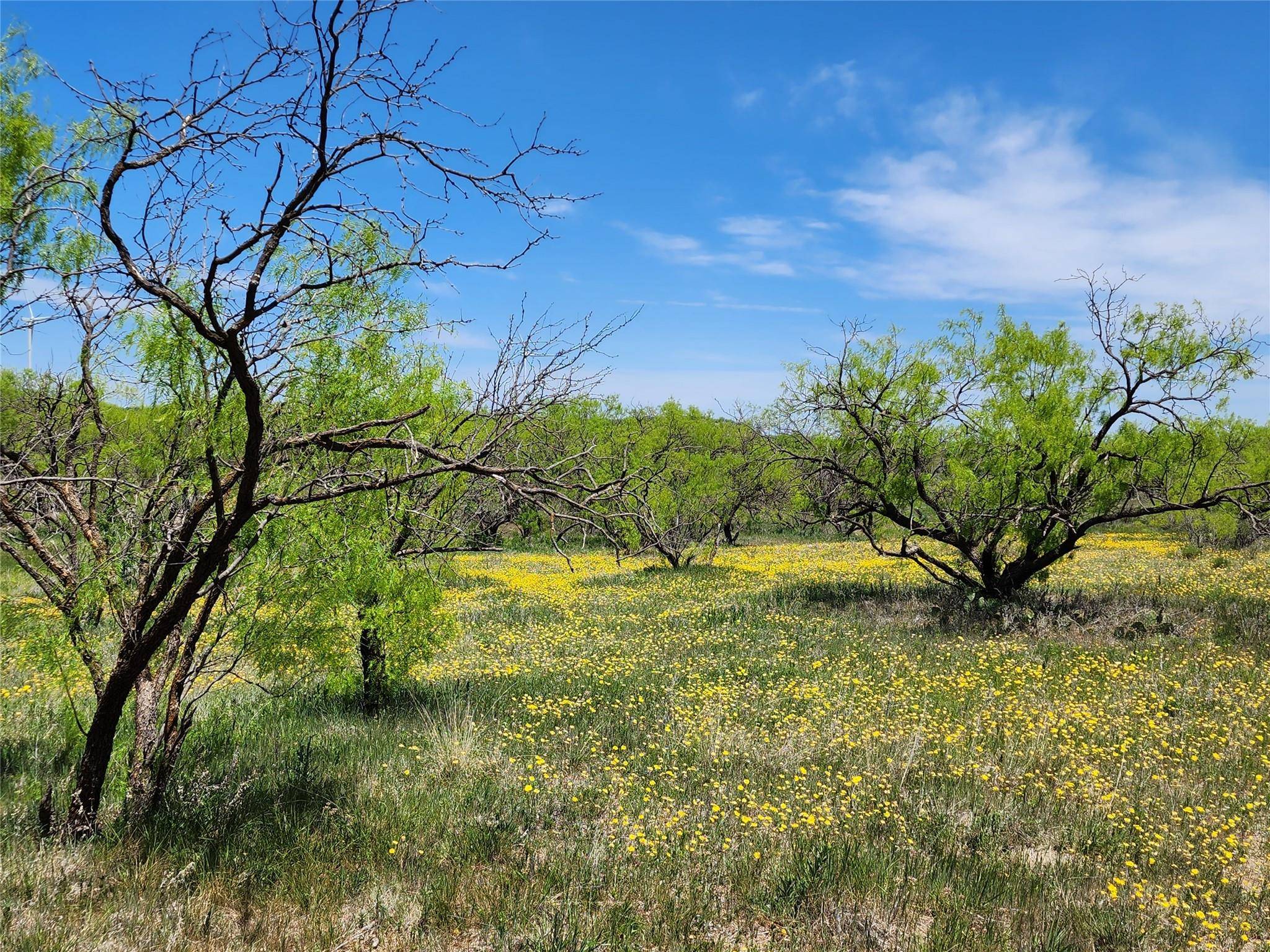 Throckmorton, TX 76483,9999 CR 232