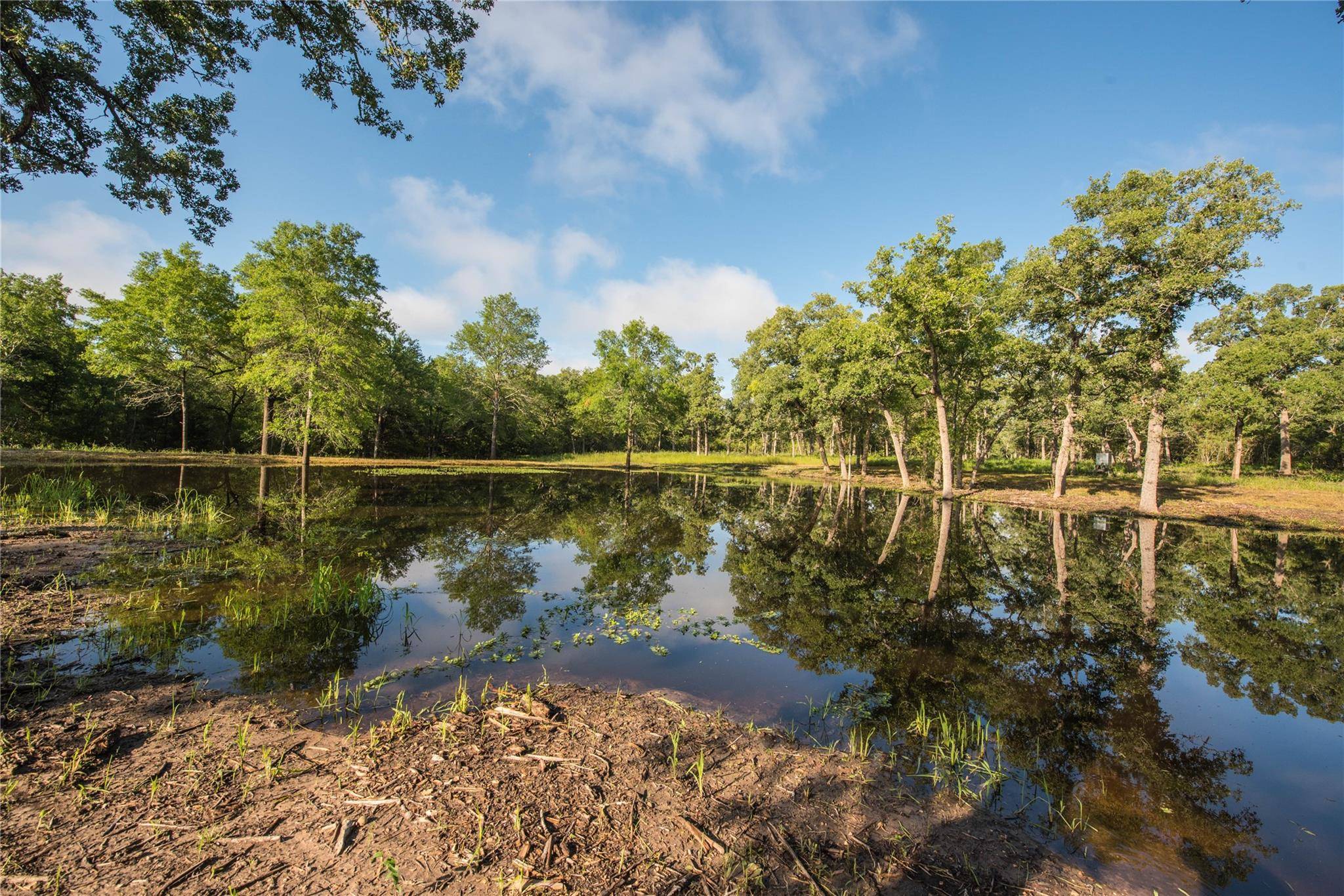 Somerville, TX 77836,11414 County Road 162 (+/-436.6 acres)