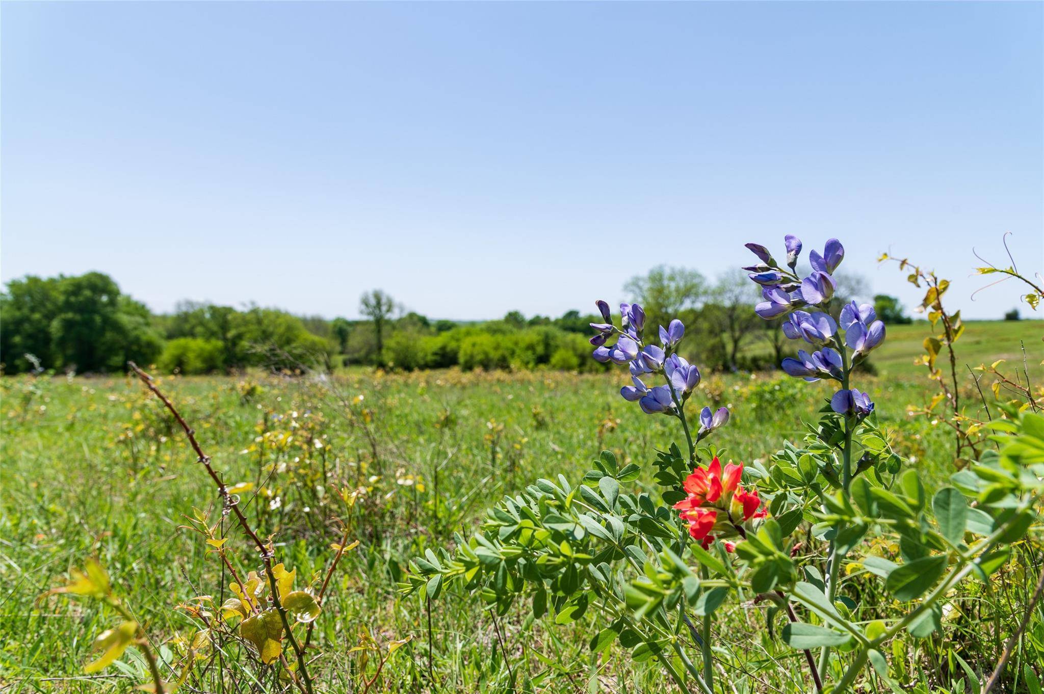 Whitewright, TX 75491,TBD 12 Acres Blanton Hill Road