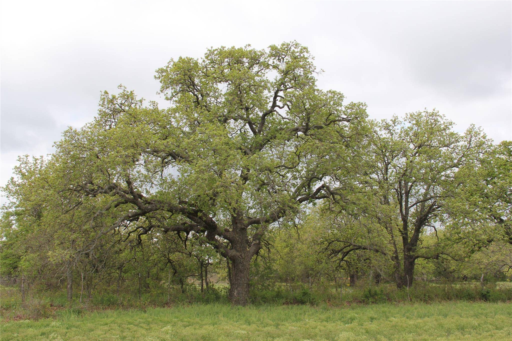 Carbon, TX 76435,3945 Hwy 1027