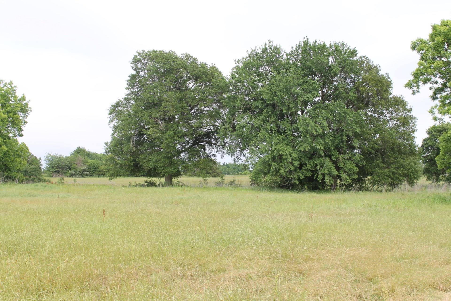 Celeste, TX 75423,36 Ac. FM 2194