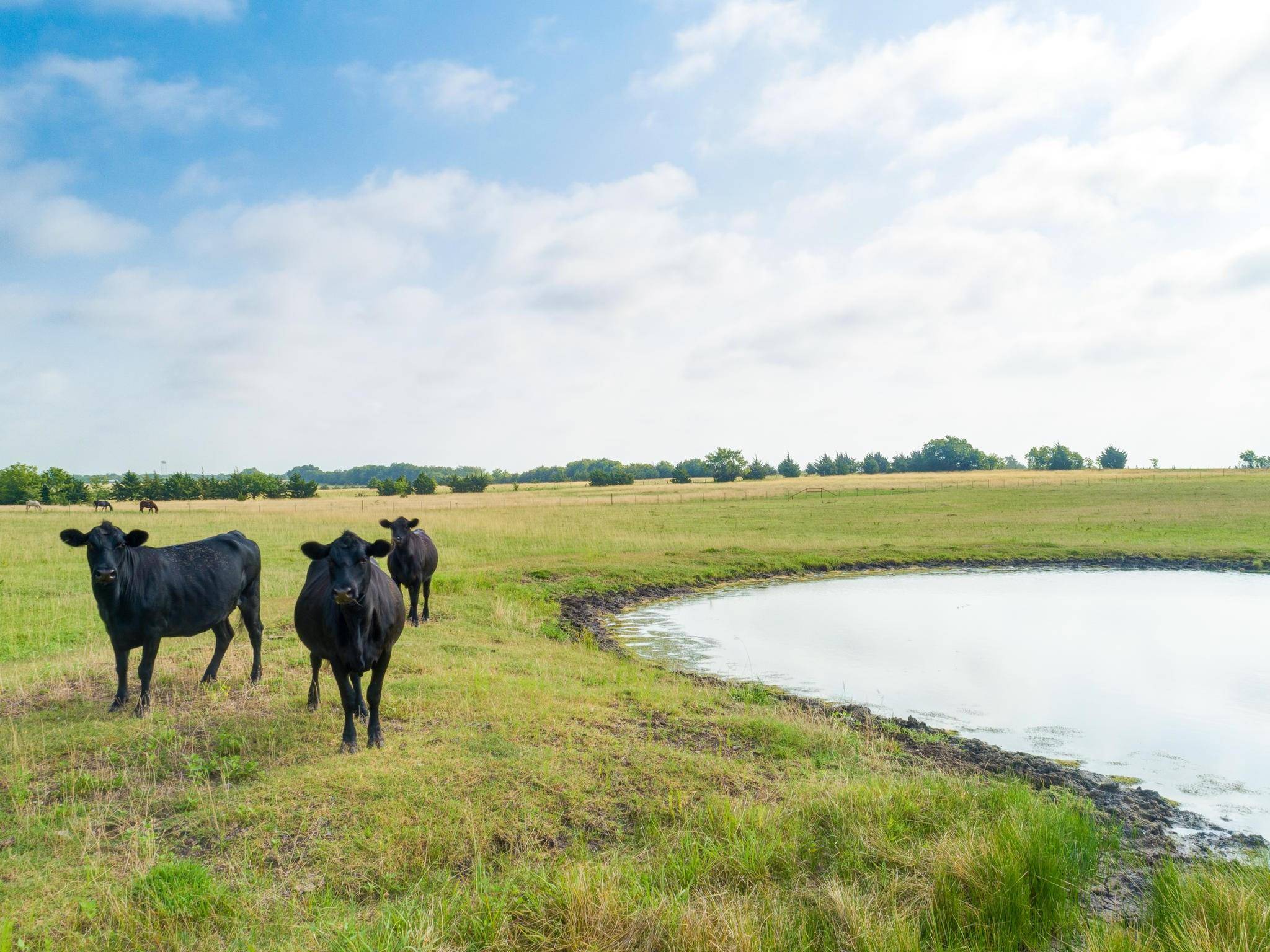 Celeste, TX 75423,none County Rd 1145