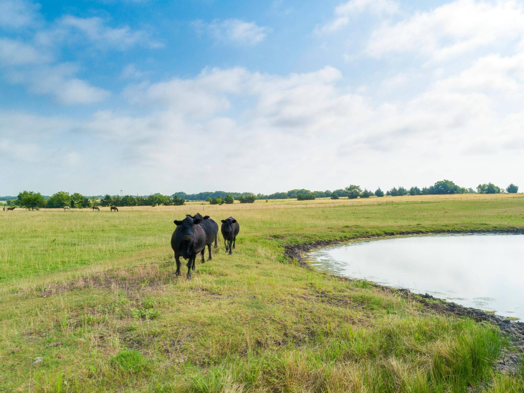 Celeste, TX 75423,none County Rd 1145