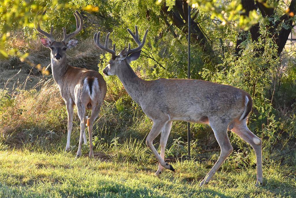 Possum Kingdom Lake, TX 76449,Lot 518R-A Canyon Wren