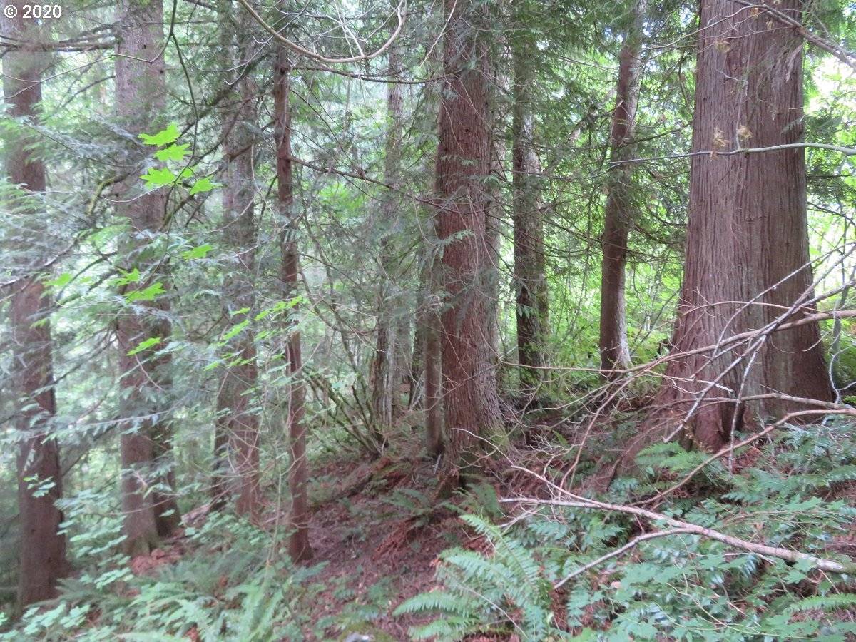 Ashford, WA 98304,31720 558th ST E