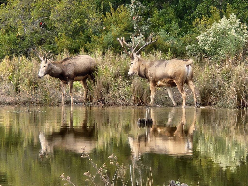 Larue, TX 75770,Lot 43 Fallow Run