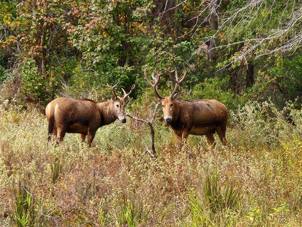 Larue, TX 75770,Lot 43 Fallow Run