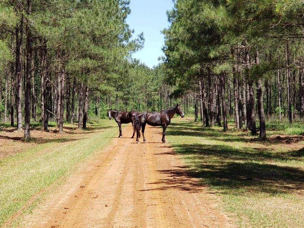 Grapeland, TX 75844,00 NE FM 227