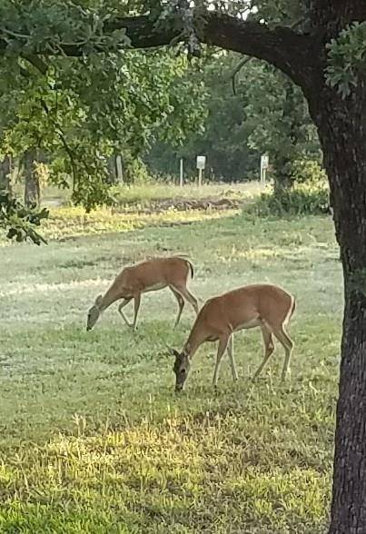 Paradise, TX 76073,TBD County Road 3791