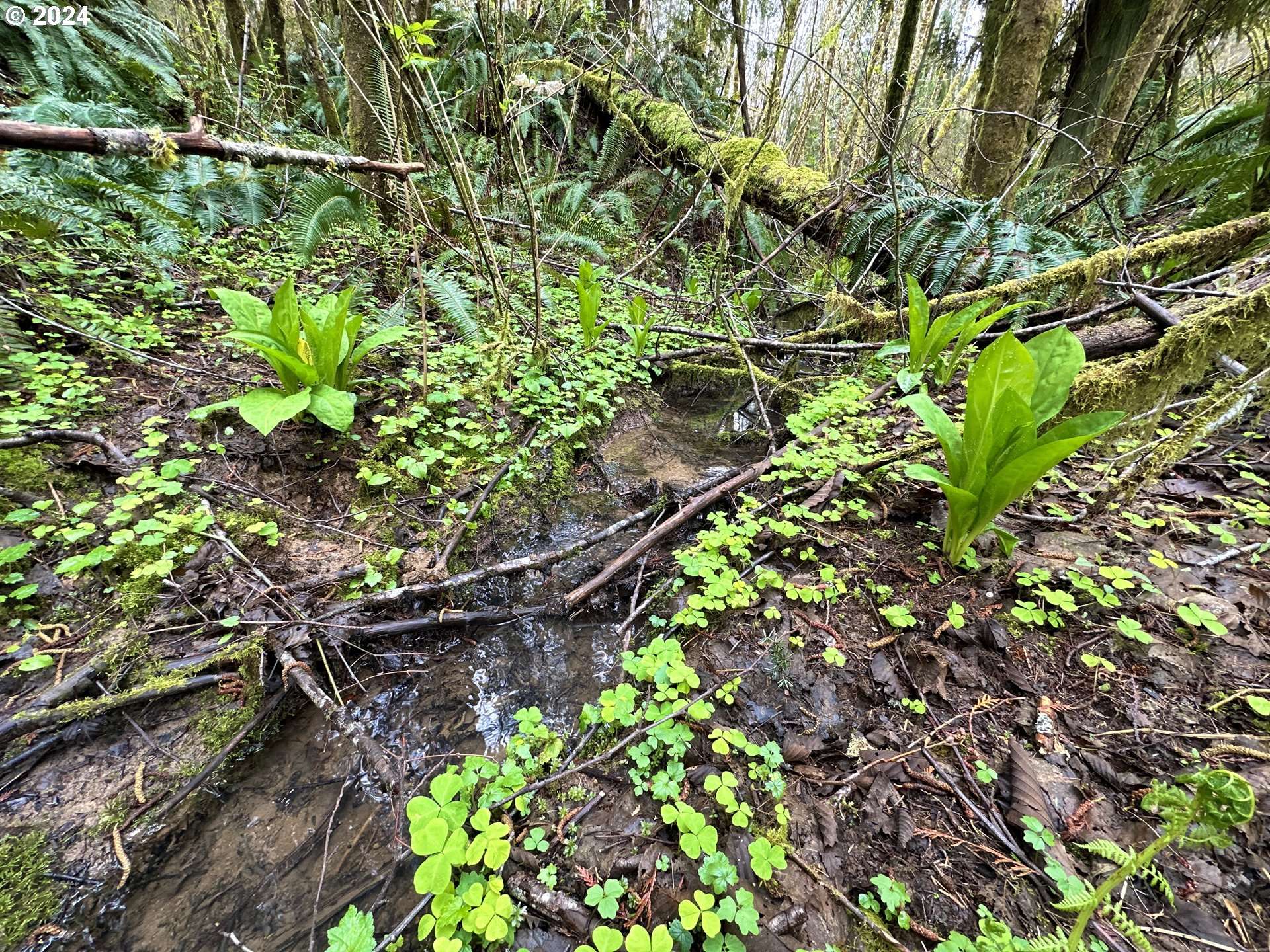 Clatskanie, OR 97016,Bodine