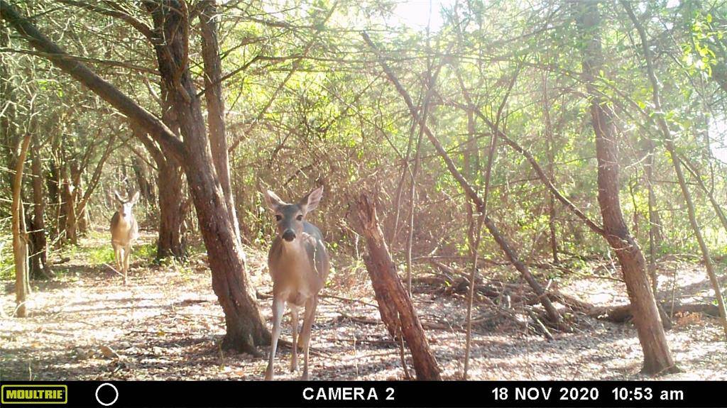 Pecan Gap, TX 75469,TBD County Road 3320