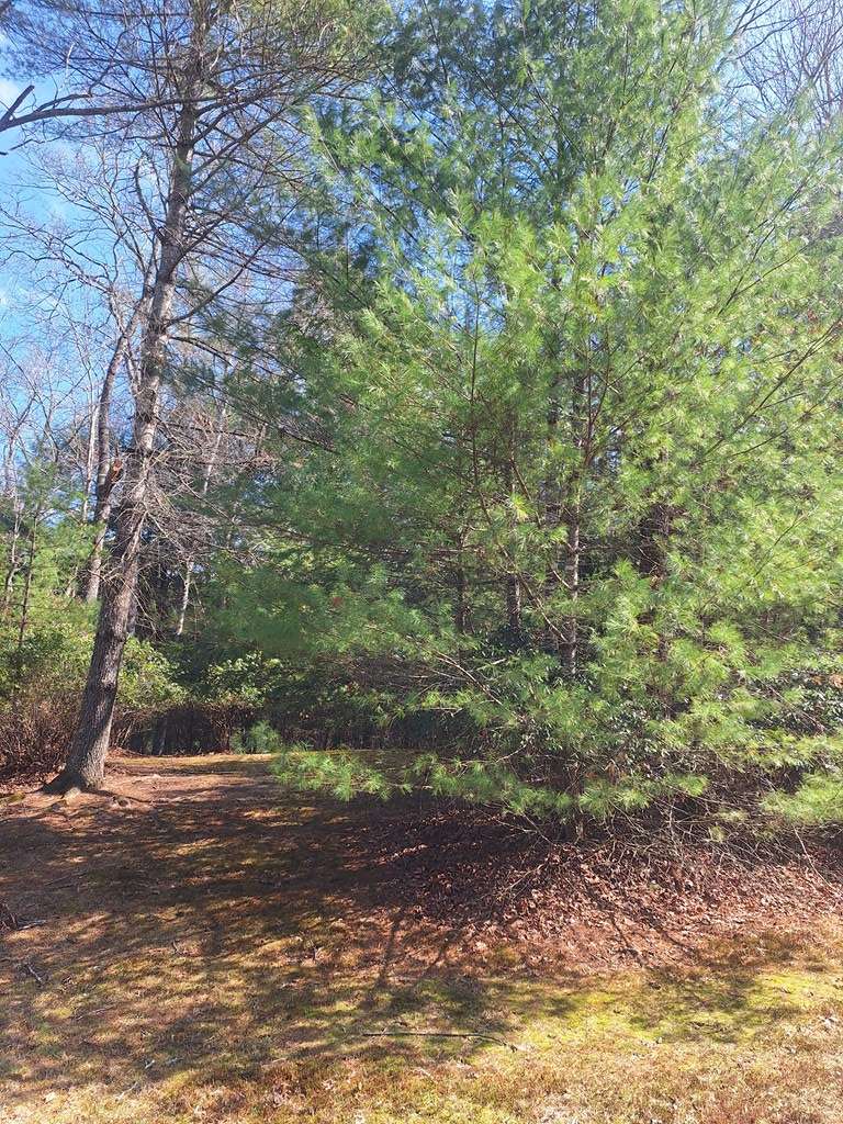 Suches, GA 30572,Lot 36 Spruce Drive