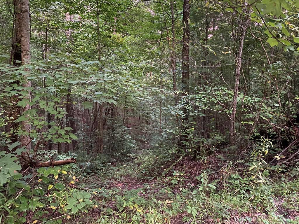 Ellijay, GA 30540,0 Whitecliff Drive