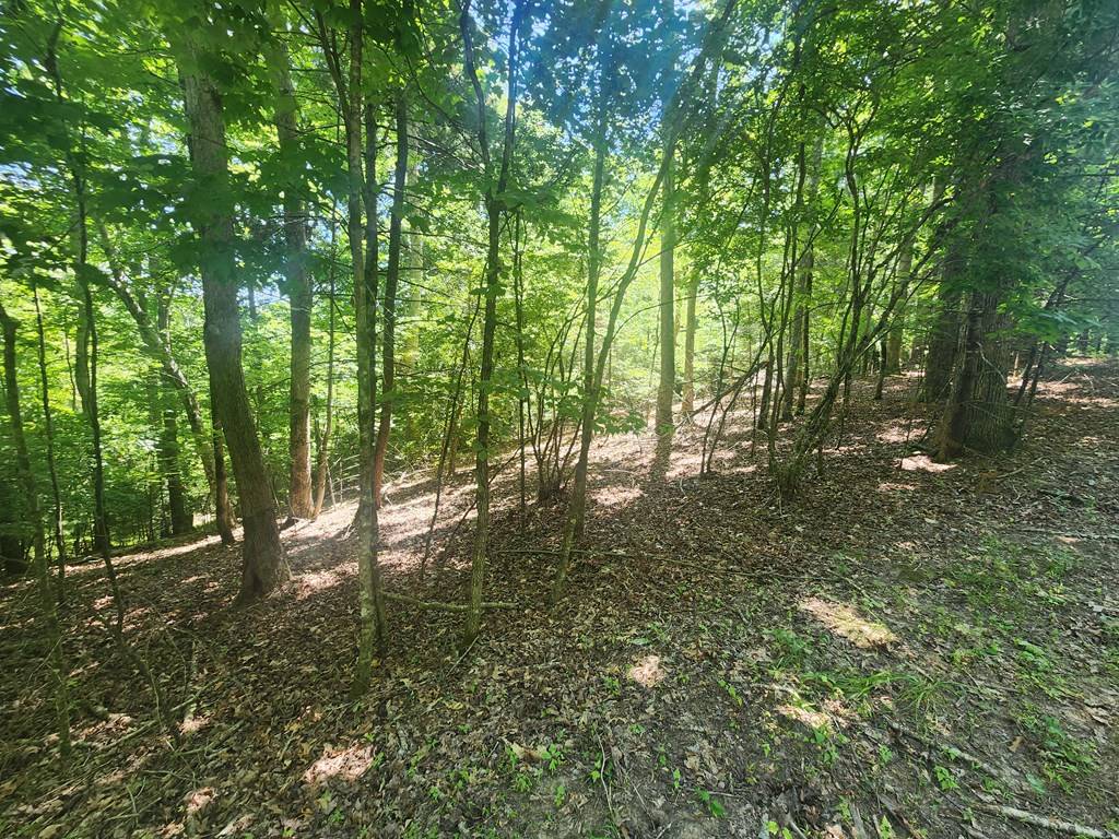 Morganton, GA 30560,Lot 3 Meadow View Drive