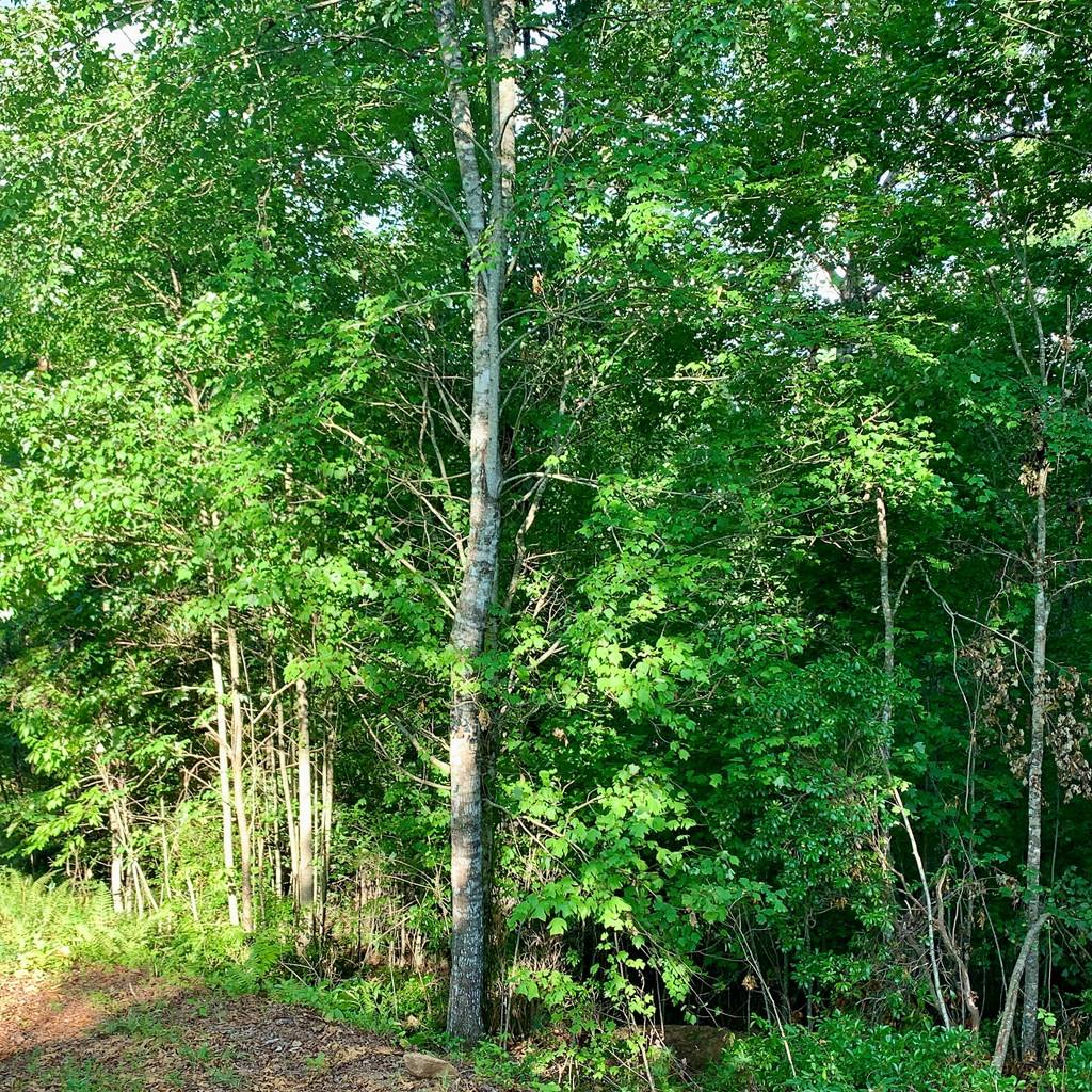 Warne, NC 28909,Lot 12 Cricket Lane