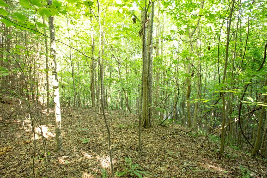 Blairsville, GA 30512,Lot 161 AJ's Holler