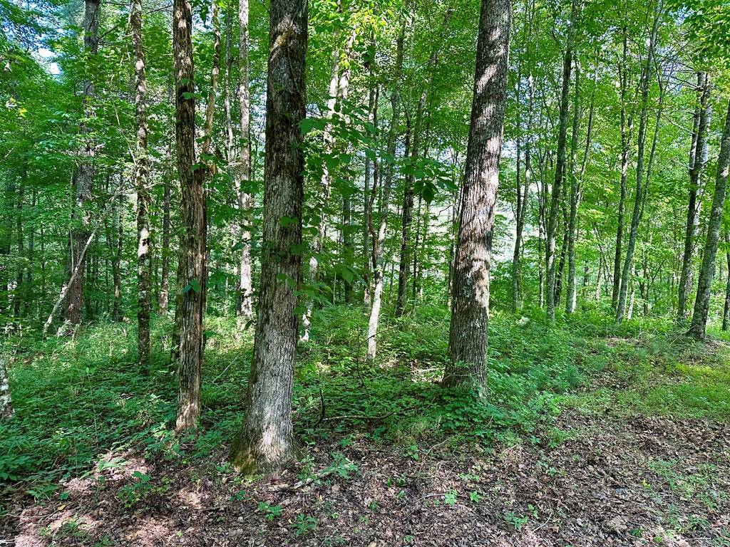 Hayesville, NC 28904,Lot 46 Trillium Heights