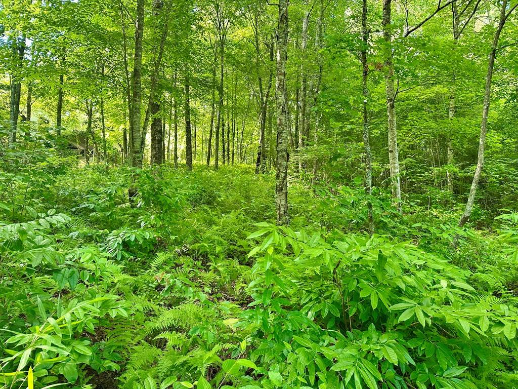 Hayesville, NC 28904,Lot 46 Trillium Heights