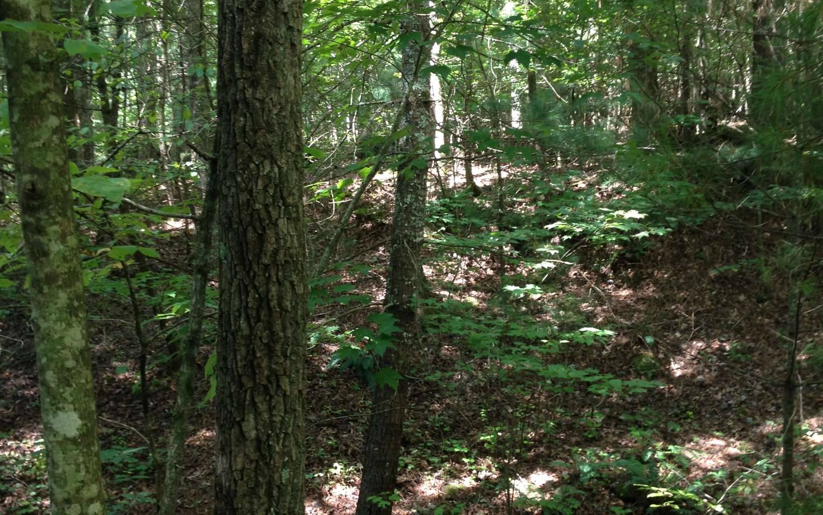 Ellijay, GA 30536,Goldmine Tr. Lot 18S