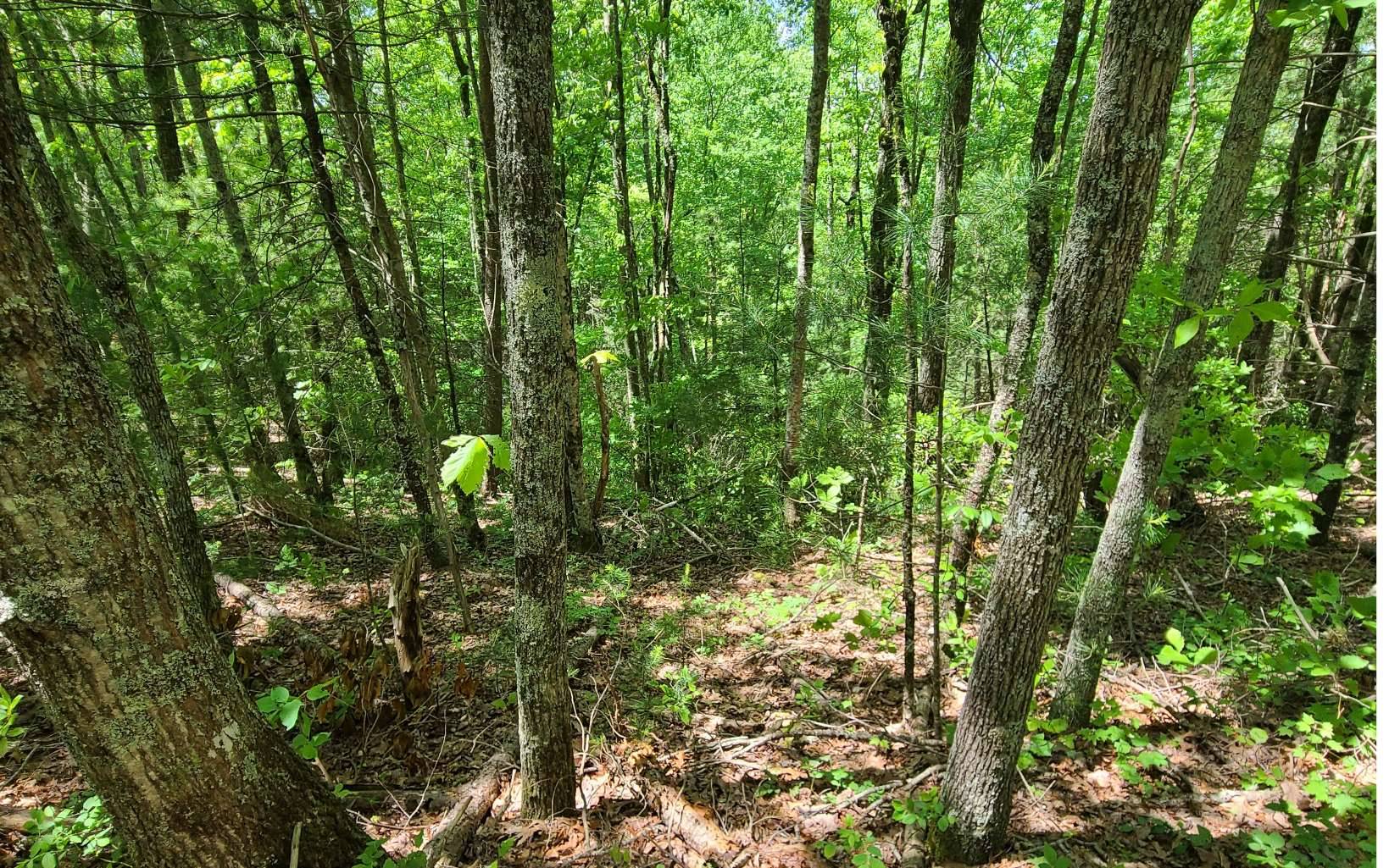 Cherry Log, GA 30522,0 Laurel Creek Road