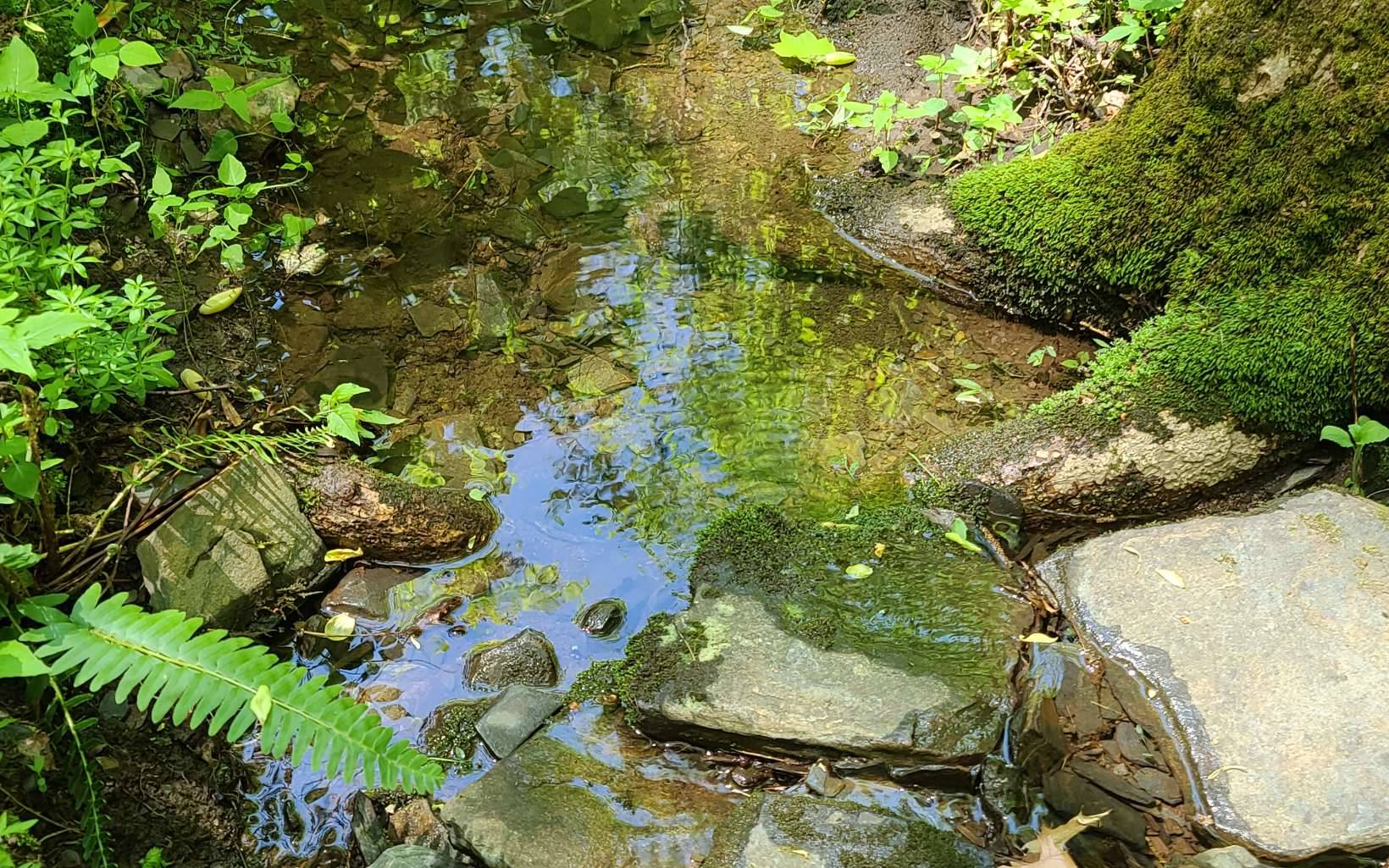 Cherry Log, GA 30522,0 Laurel Creek Road