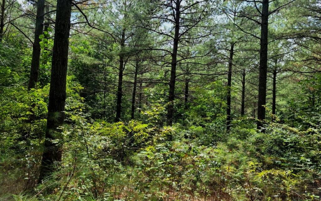 East Ellijay, GA 30536,9 Eastview Trail