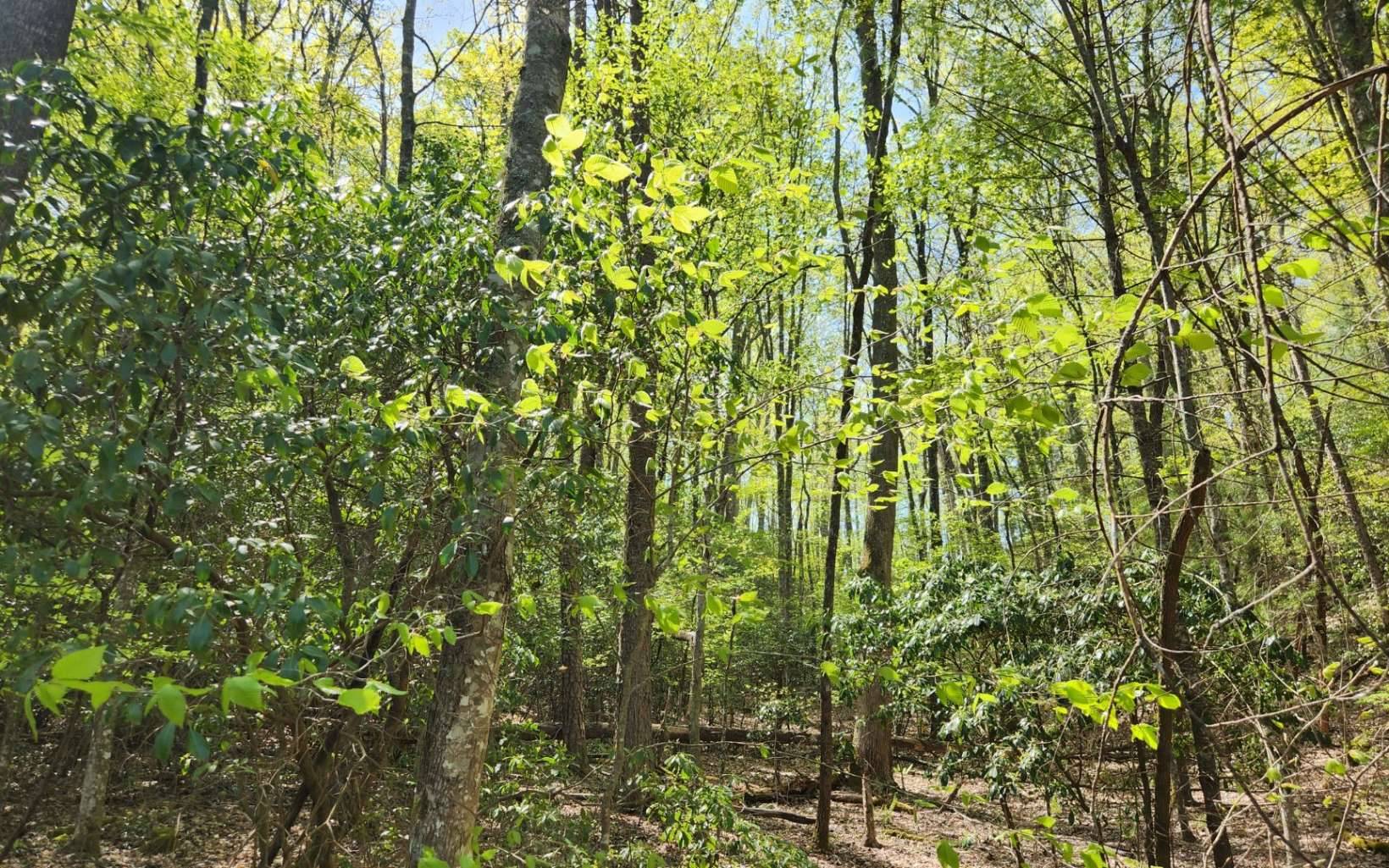 Blairsville, GA 30512,Lot 24 Mull Ln