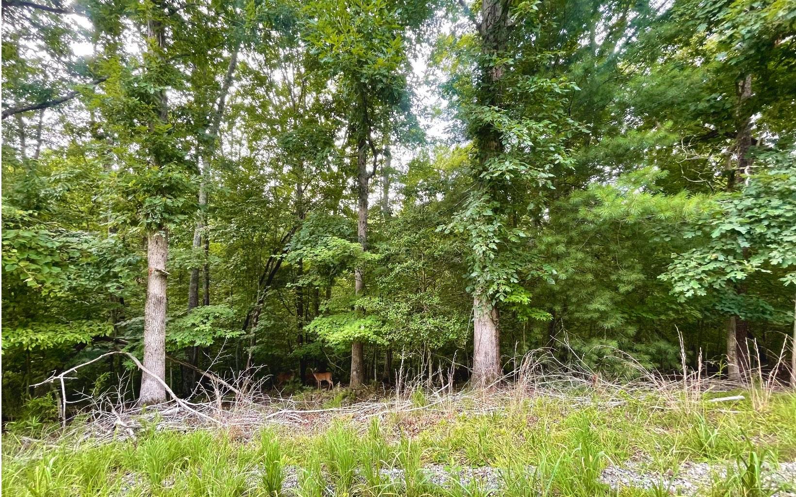 Ellijay, GA 30540,LOT Maize Court