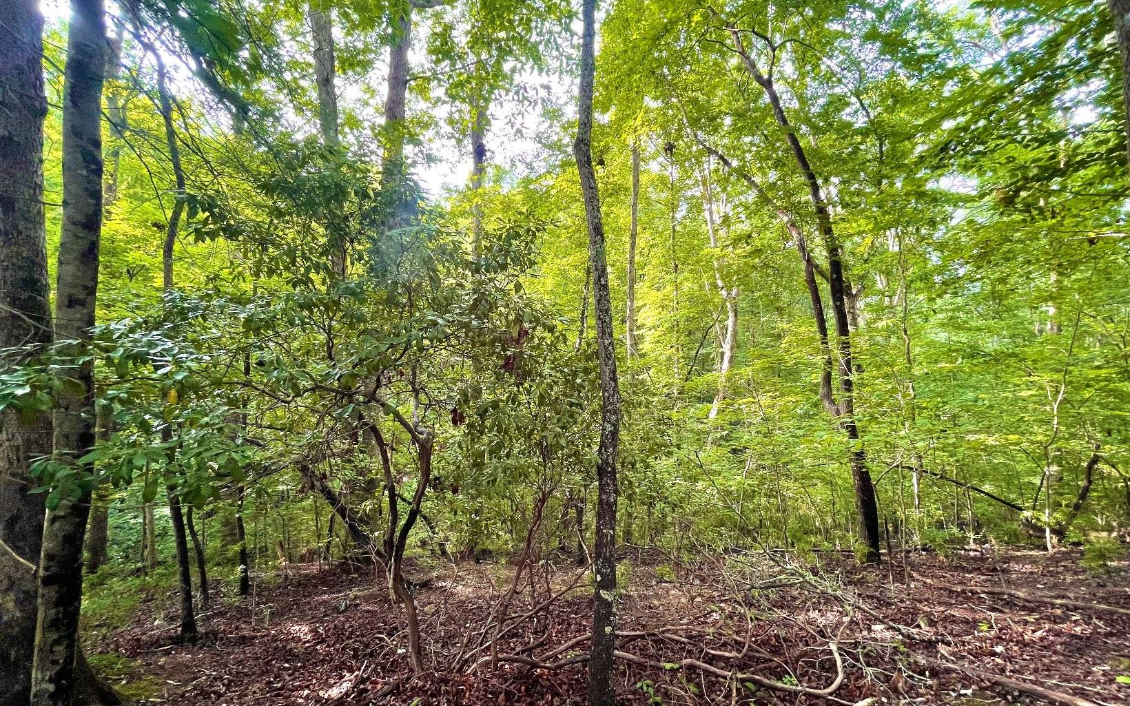 Ellijay, GA 30540,LOT Maize Court