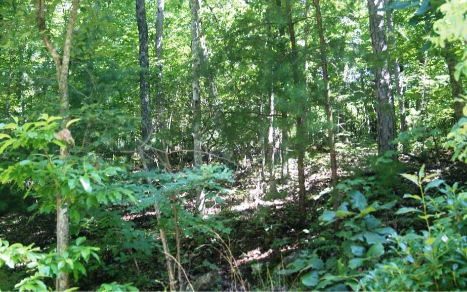 Morganton, GA 30560,LOT10 Wunder Bear Ridge Road