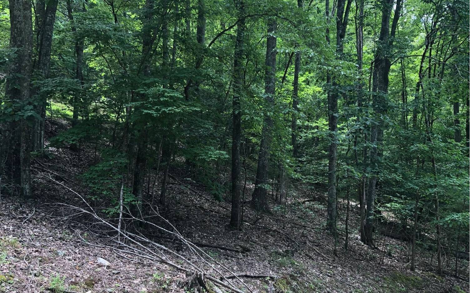 Morganton, GA 30560,LOT 3 Birchwood Trails