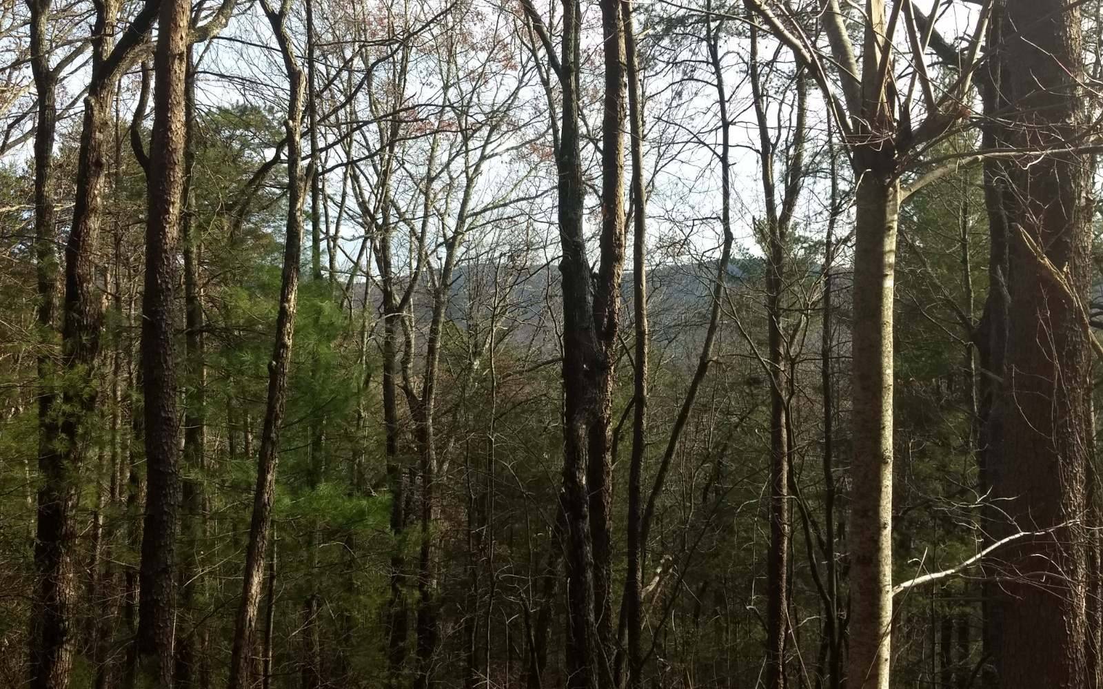 East Ellijay, GA 30536,LOT 6 Fall Circle